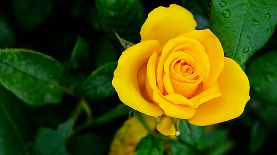 Yellow flower