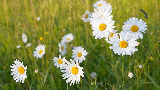 blommor på en äng