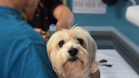 En person som håller en hund i sin famn. Foto: Mostphotos.