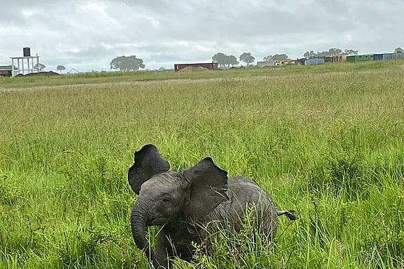 Elefant som springer i gräs. Foto: Privat