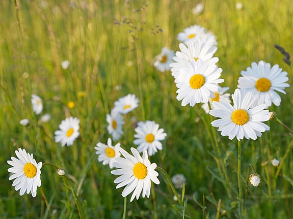 blommor på en äng