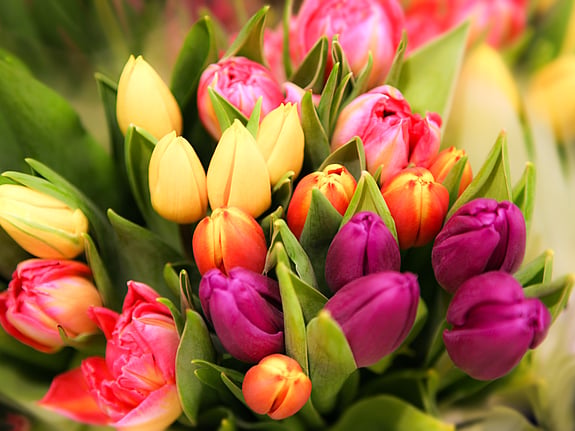 Färgglada blommor. Foto: Mostphotos
