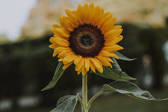 solros. Foto: Mostphotos